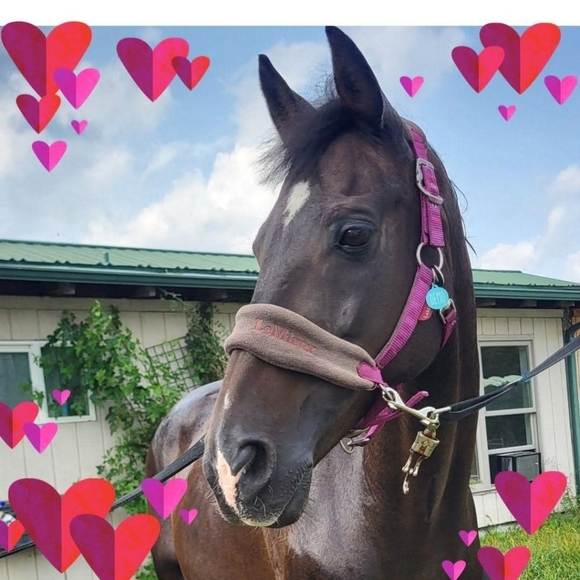 Meet your Posher, Mickie - Picture 3 of 16